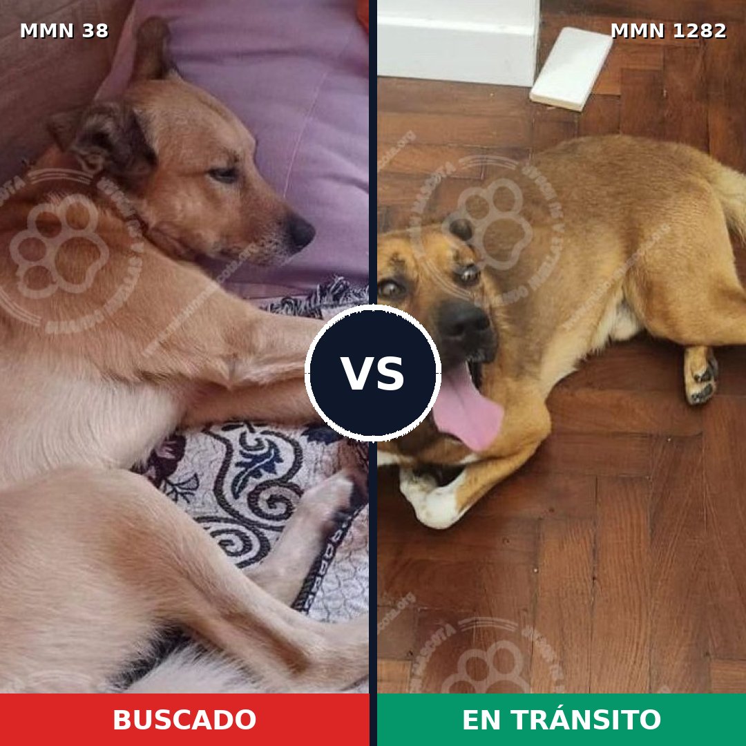 Comparativa MMS 21201: mascota perdida y mascota encontrada, 80% de similitud