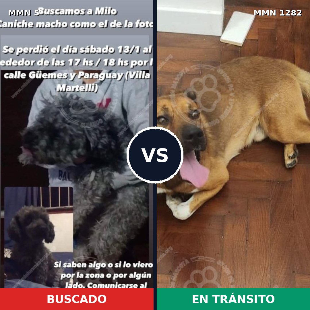 Comparativa MMS 21203: mascota perdida y mascota encontrada, 38% de similitud