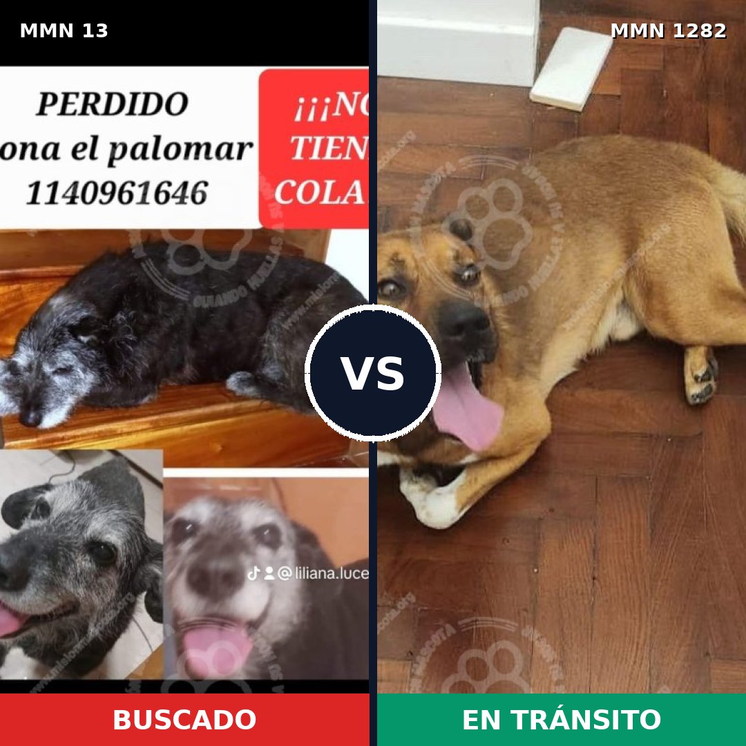Comparativa MMS 21206: mascota perdida y mascota encontrada, 65% de similitud