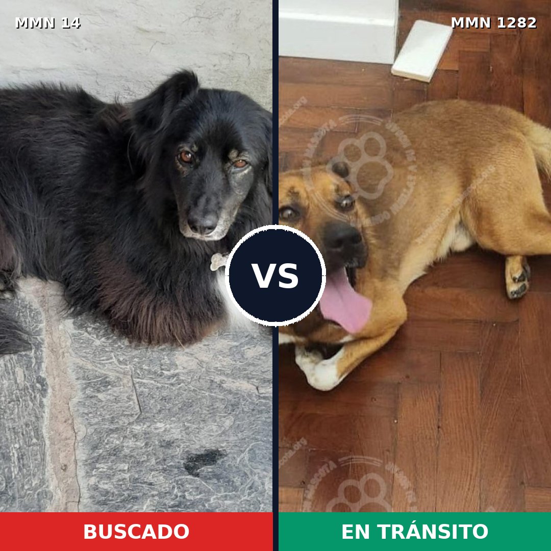 Comparativa MMS 21207: mascota perdida y mascota encontrada, 58% de similitud