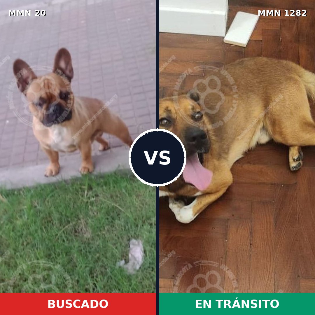 Comparativa MMS 21209: mascota perdida y mascota encontrada, 35% de similitud