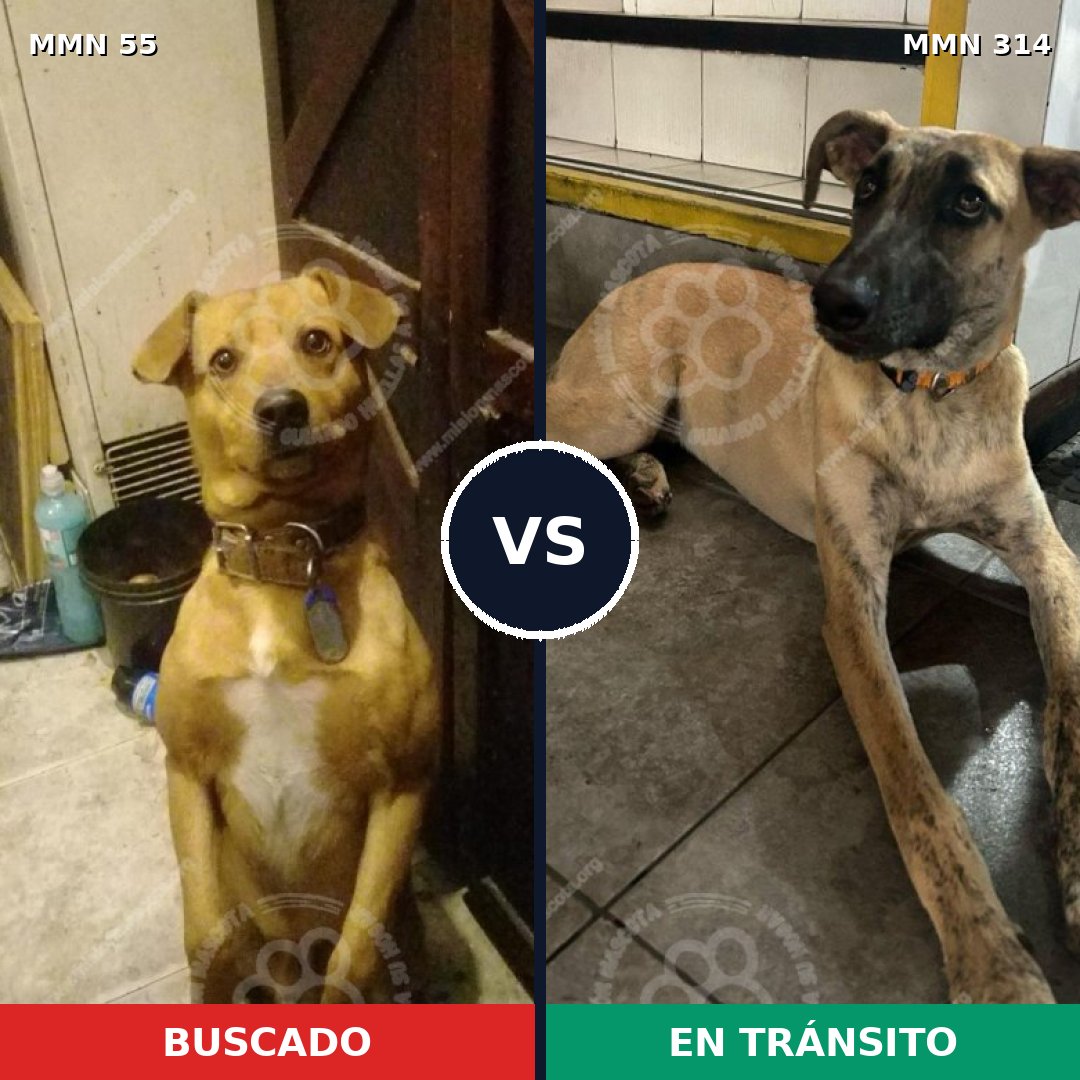 Comparativa MMS 2121: mascota perdida y mascota encontrada, 67% de similitud
