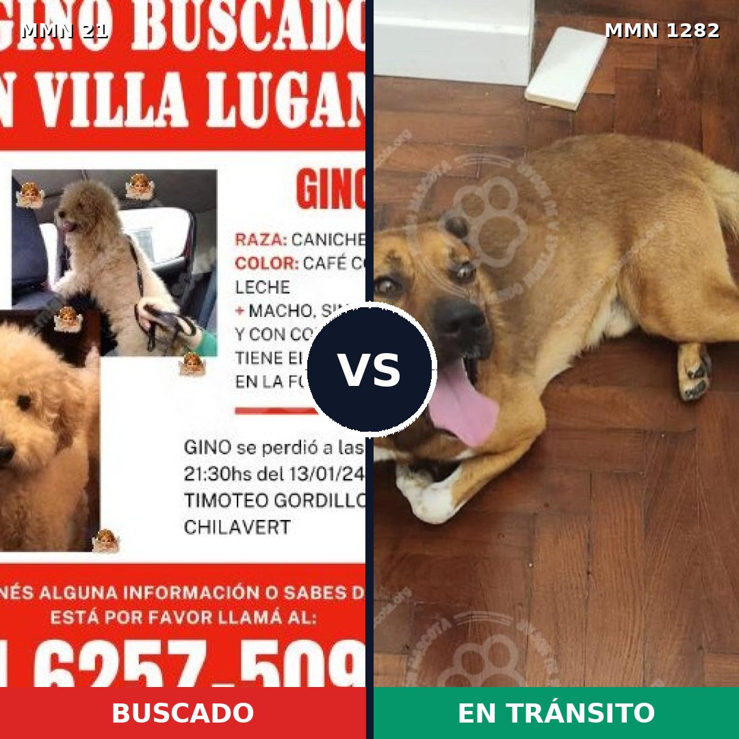 Comparativa MMS 21210: mascota perdida y mascota encontrada, 39% de similitud