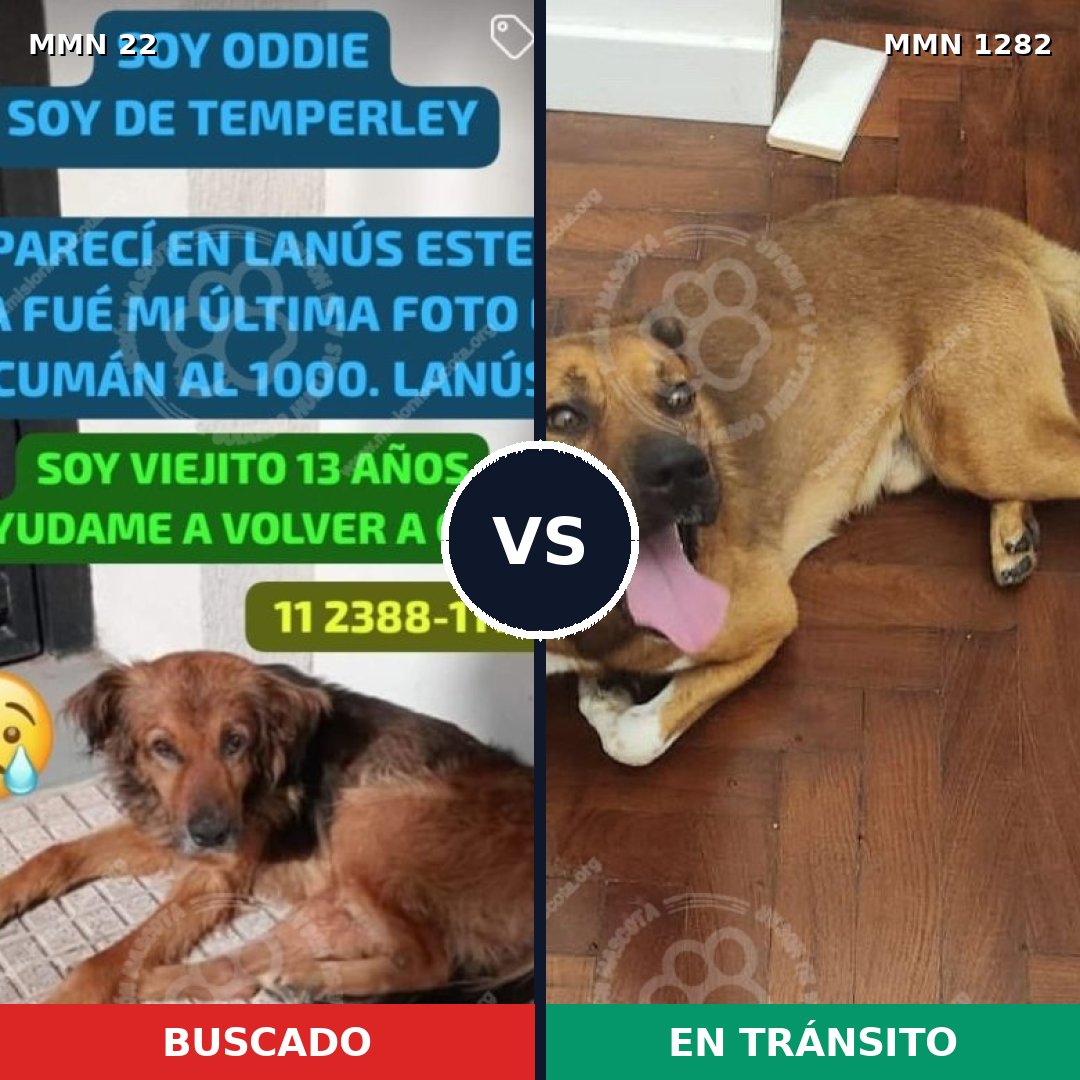 Comparativa MMS 21211: mascota perdida y mascota encontrada, 60% de similitud