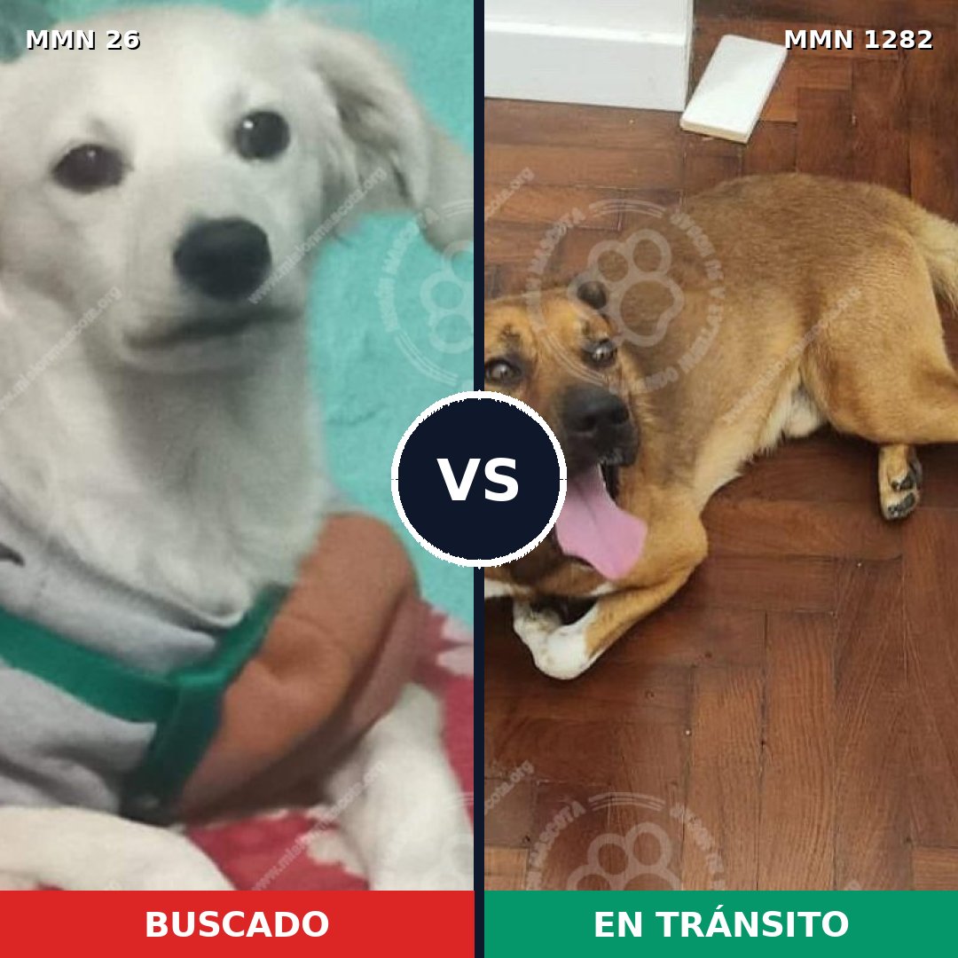 Comparativa MMS 21212: mascota perdida y mascota encontrada, 56% de similitud