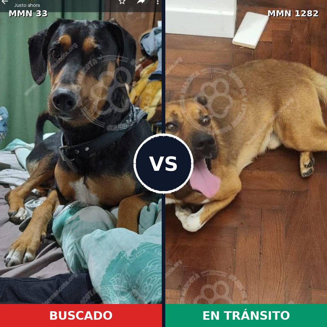 Comparativa MMS 21213: mascota perdida y mascota encontrada, 60% de similitud
