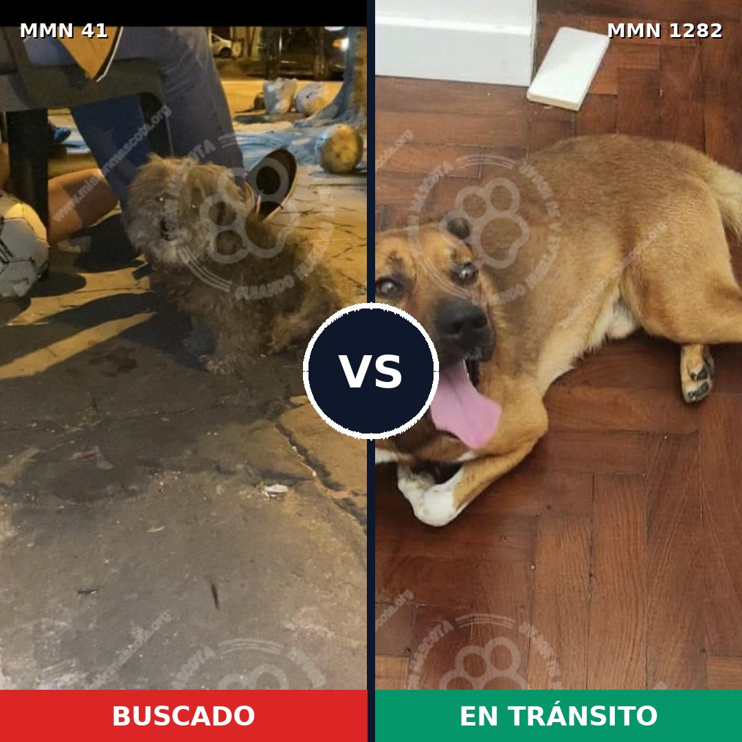 Comparativa MMS 21214: mascota perdida y mascota encontrada, 55% de similitud