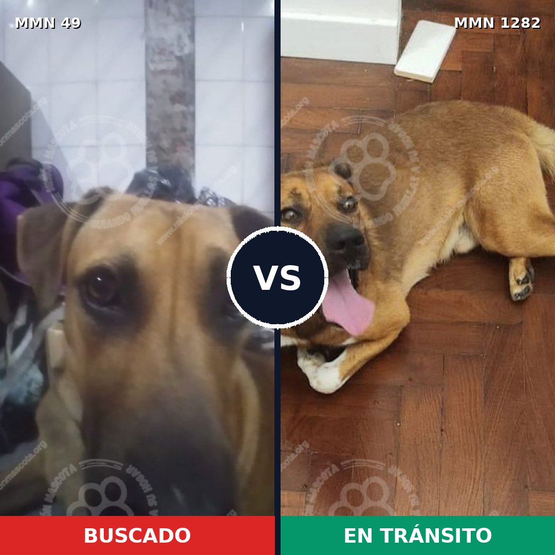 Comparativa MMS 21215: mascota perdida y mascota encontrada, 65% de similitud