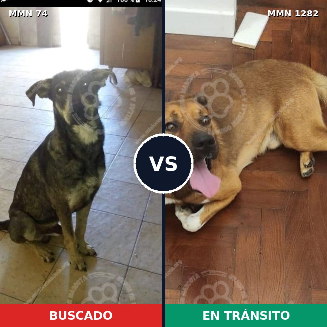 Comparativa MMS 21218: mascota perdida y mascota encontrada, 53% de similitud