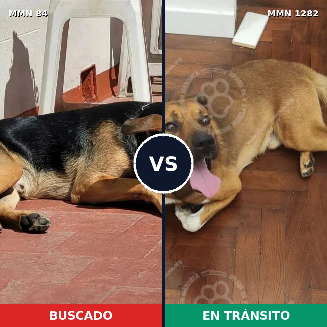 Comparativa MMS 21219: mascota perdida y mascota encontrada, 58% de similitud