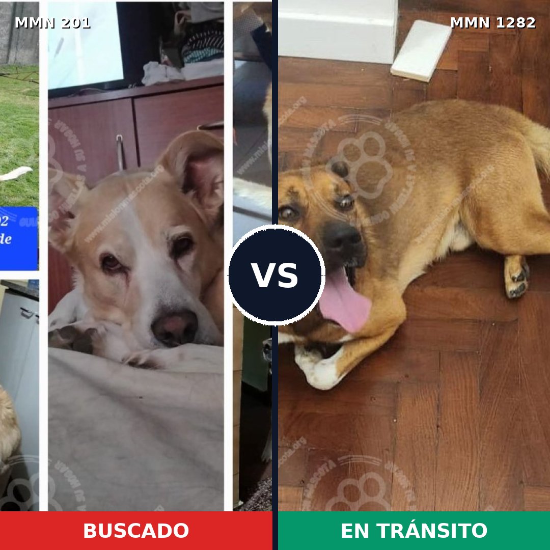 Comparativa MMS 21221: mascota perdida y mascota encontrada, 70% de similitud