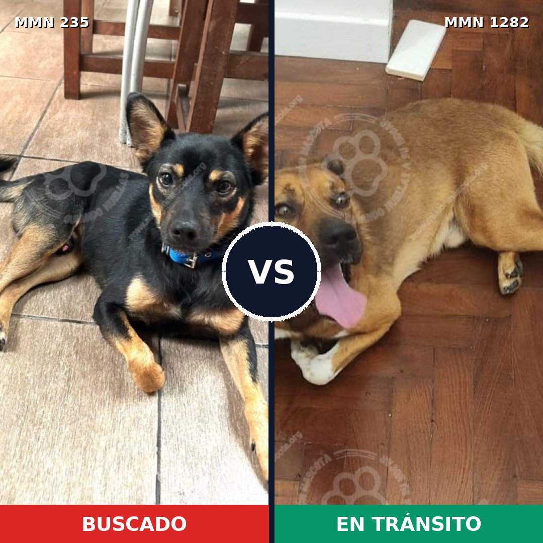 Comparativa MMS 21223: mascota perdida y mascota encontrada, 57% de similitud