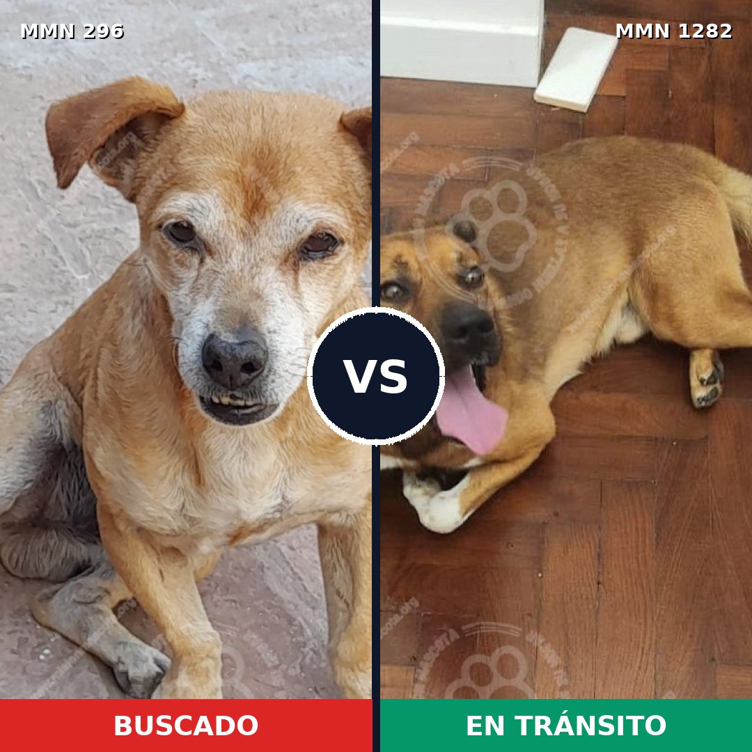 Comparativa MMS 21225: mascota perdida y mascota encontrada, 68% de similitud