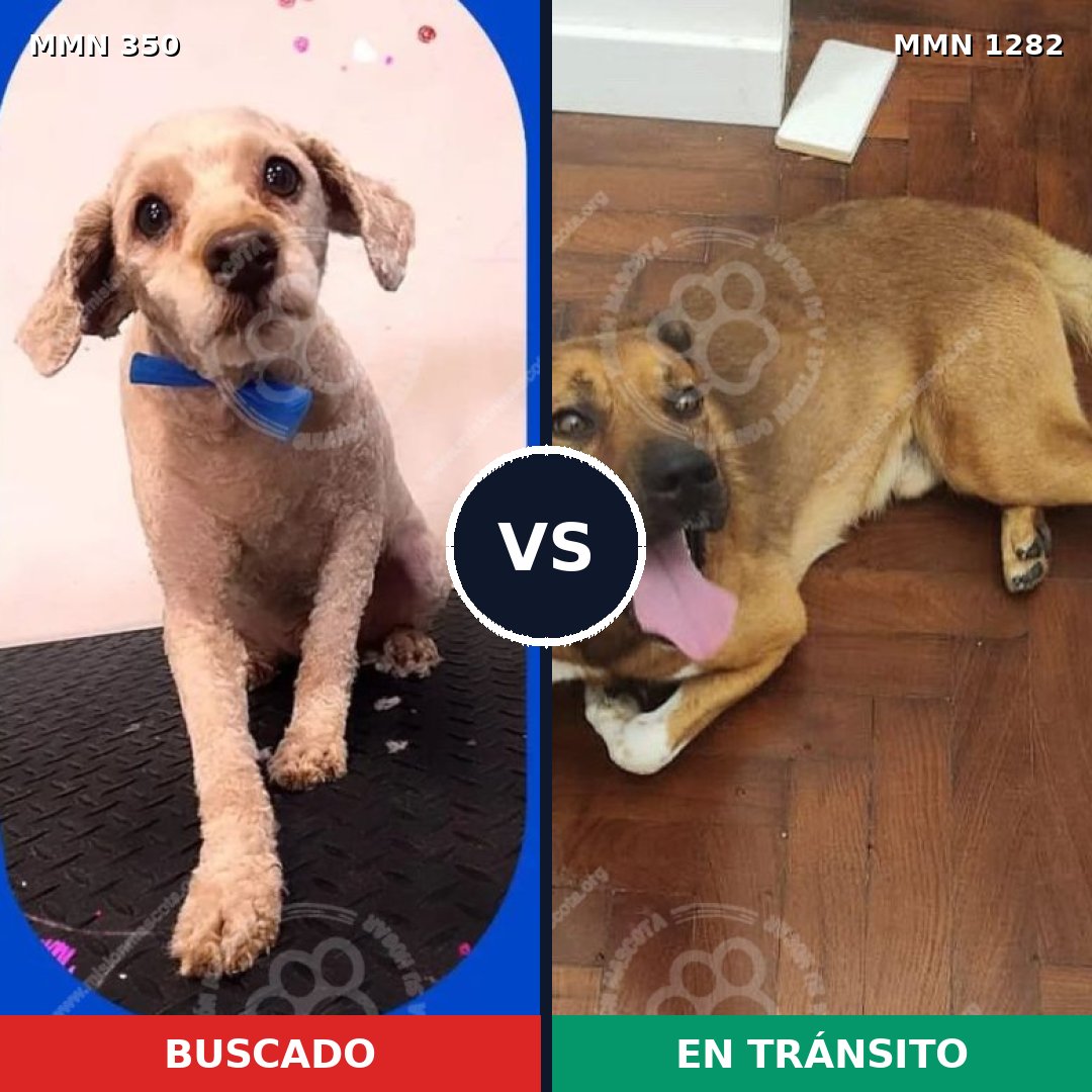 Comparativa MMS 21226: mascota perdida y mascota encontrada, 54% de similitud