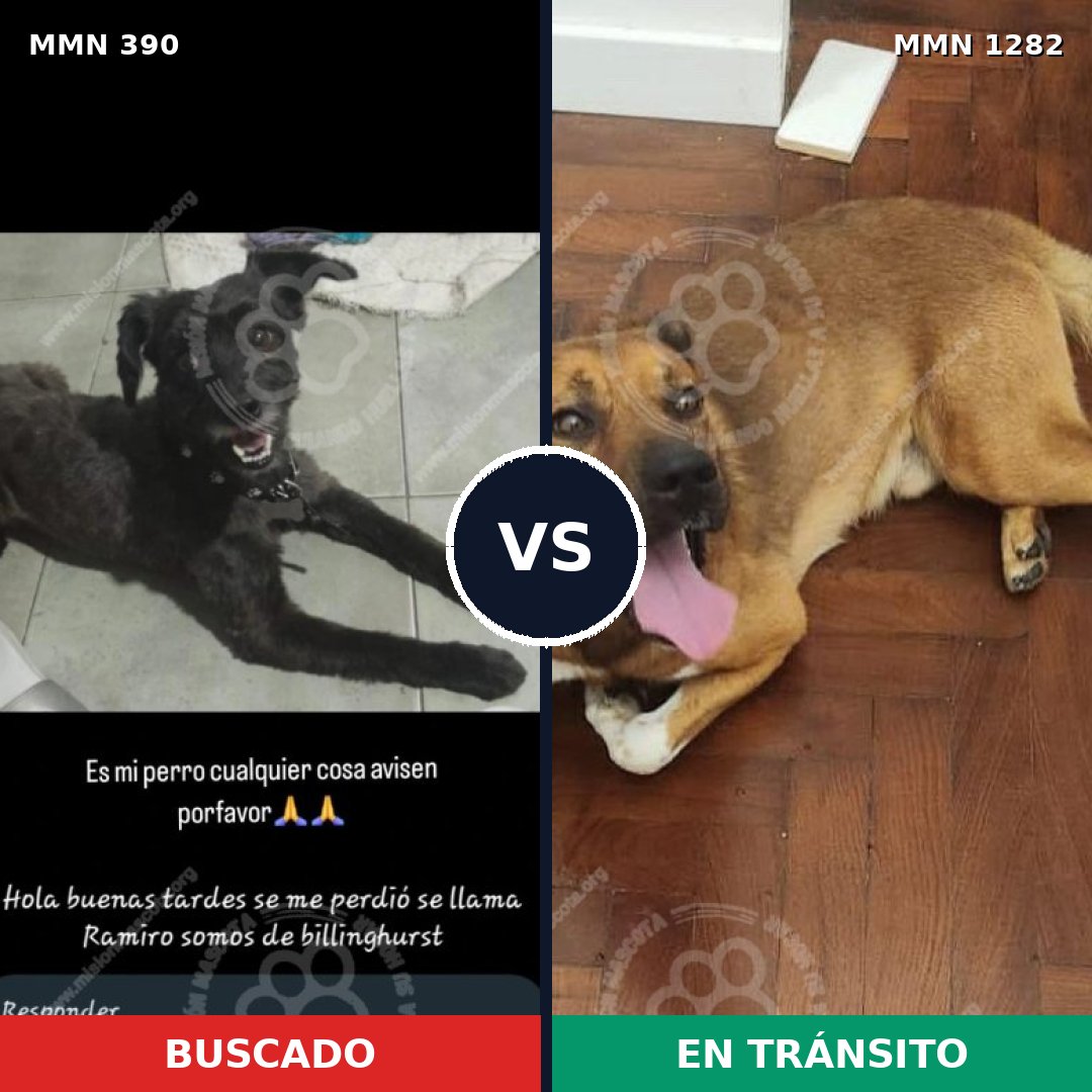 Comparativa MMS 21228: mascota perdida y mascota encontrada, 50% de similitud