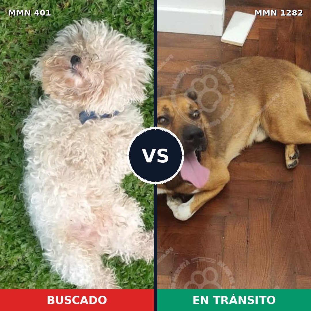 Comparativa MMS 21229: mascota perdida y mascota encontrada, 23% de similitud