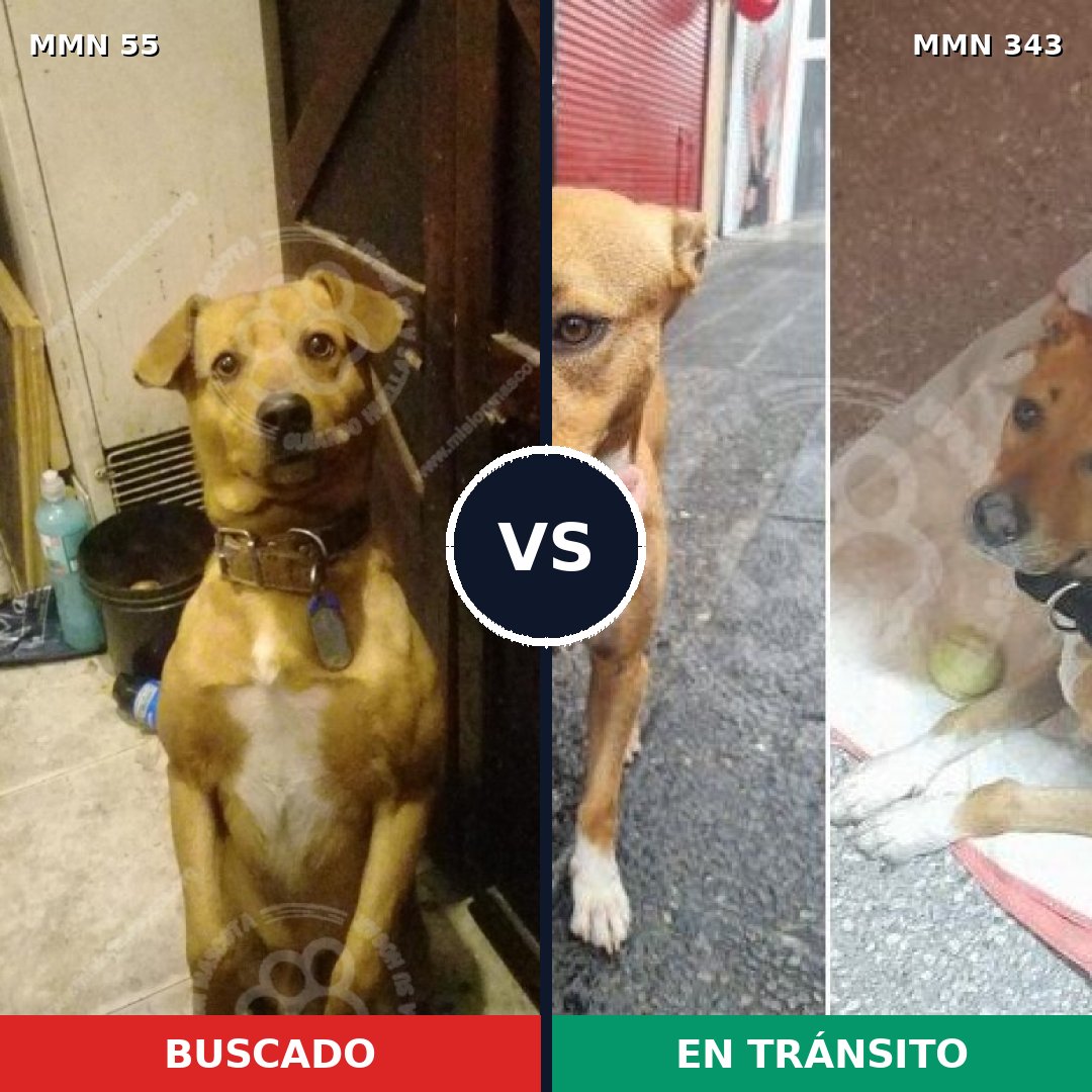 Comparativa MMS 2123: mascota perdida y mascota encontrada, 91% de similitud