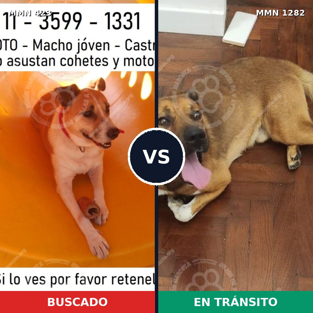 Comparativa MMS 21231: mascota perdida y mascota encontrada, 73% de similitud