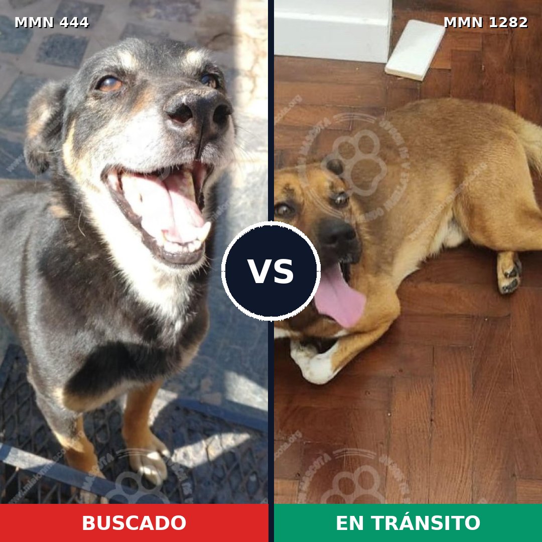 Comparativa MMS 21233: mascota perdida y mascota encontrada, 61% de similitud