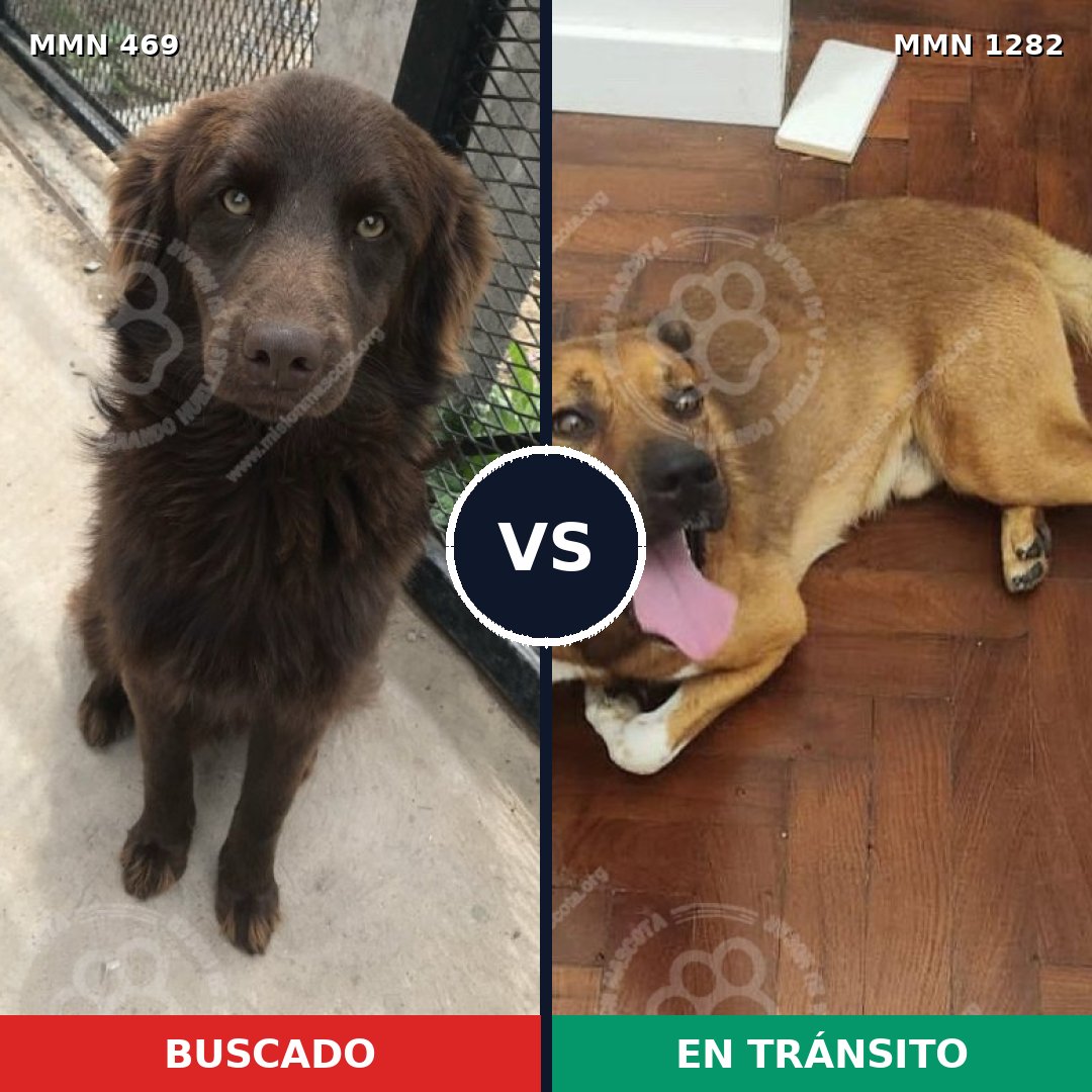 Comparativa MMS 21235: mascota perdida y mascota encontrada, 65% de similitud