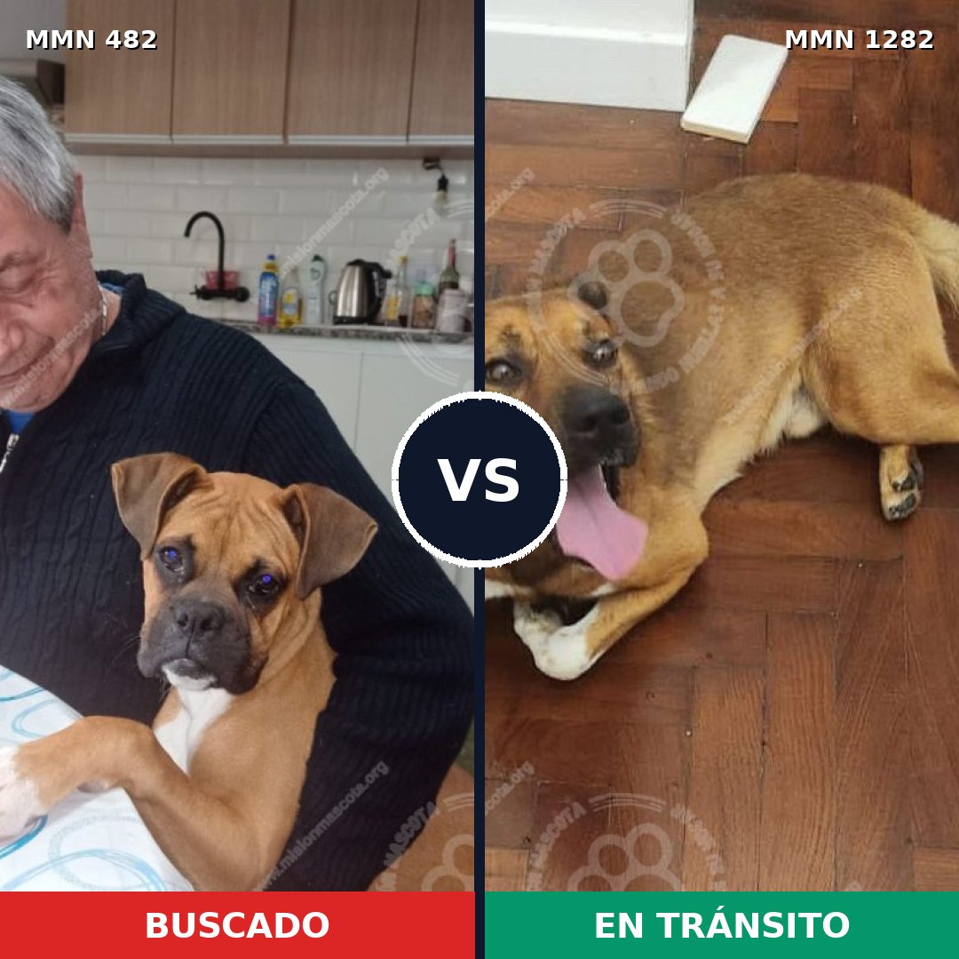 Comparativa MMS 21237: mascota perdida y mascota encontrada, 48% de similitud
