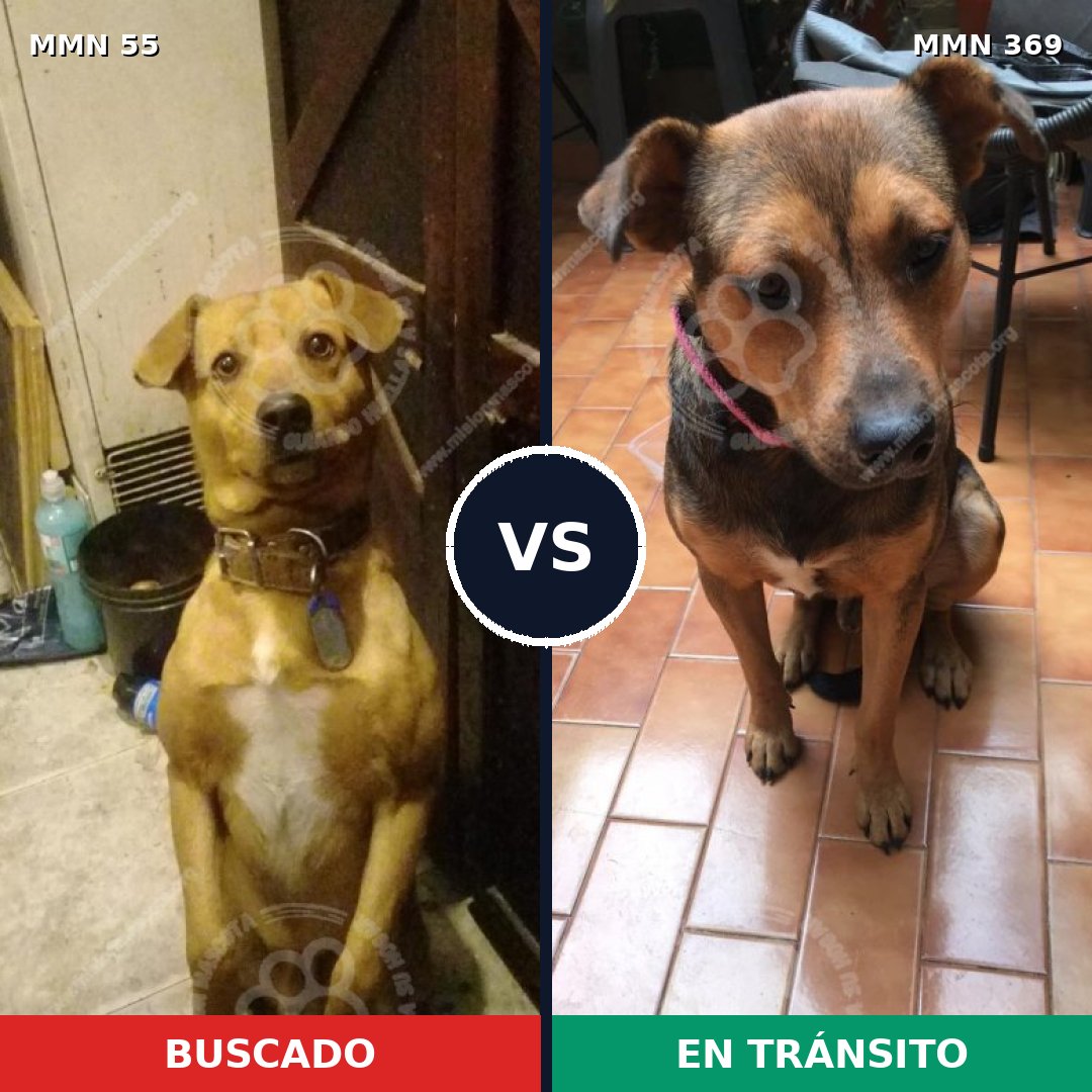 Comparativa MMS 2124: mascota perdida y mascota encontrada, 72% de similitud