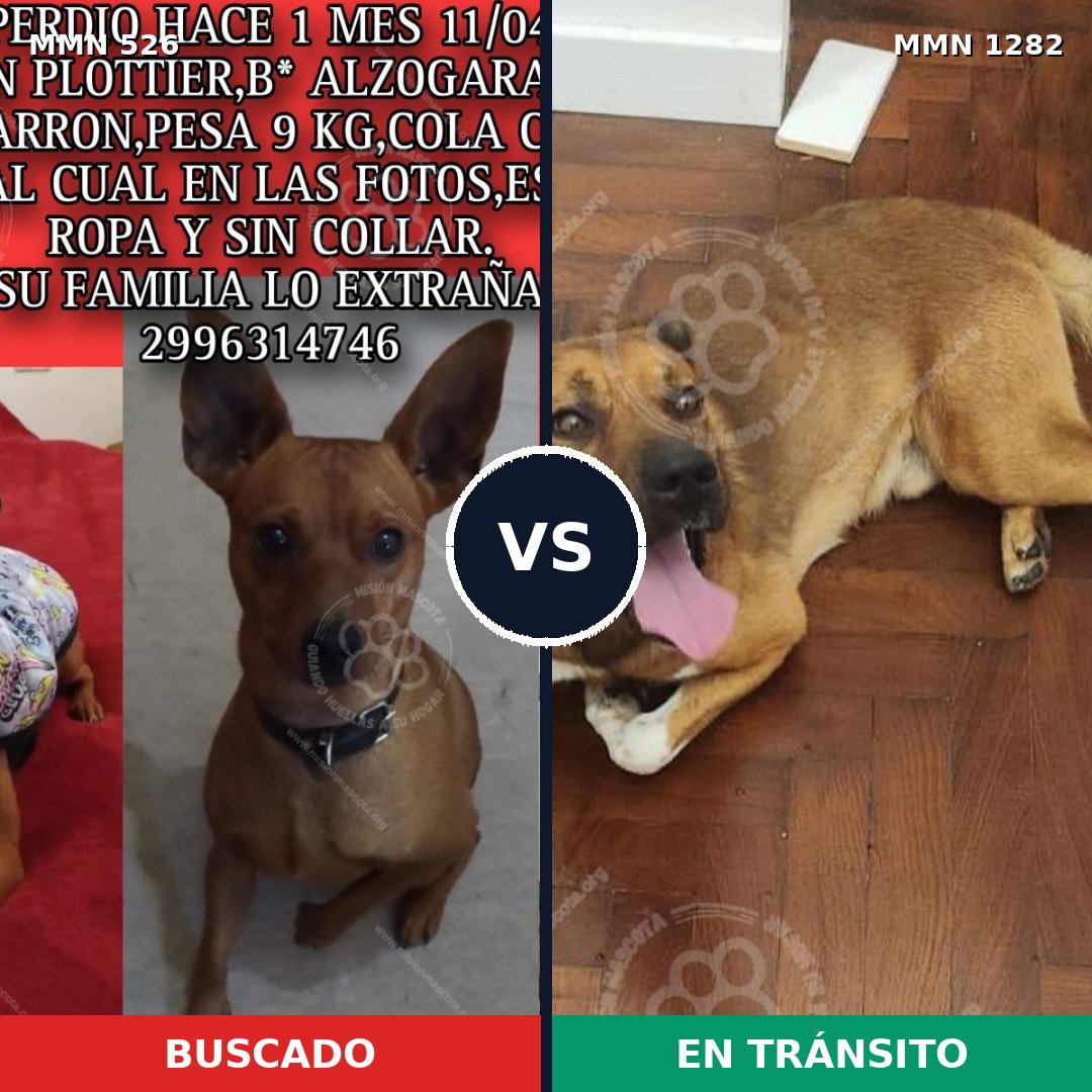 Comparativa MMS 21241: mascota perdida y mascota encontrada, 48% de similitud