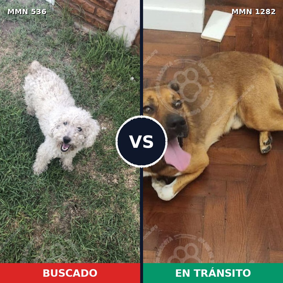 Comparativa MMS 21243: mascota perdida y mascota encontrada, 45% de similitud