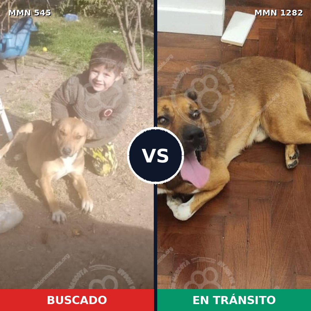 Comparativa MMS 21244: mascota perdida y mascota encontrada, 60% de similitud