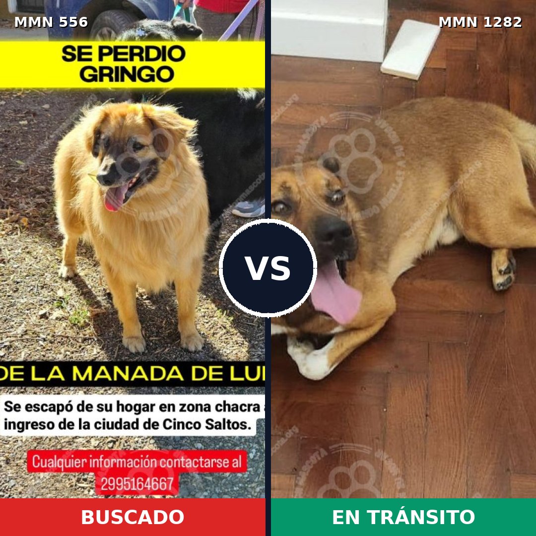 Comparativa MMS 21246: mascota perdida y mascota encontrada, 59% de similitud