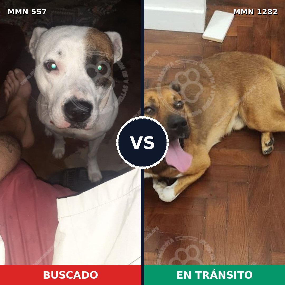 Comparativa MMS 21247: mascota perdida y mascota encontrada, 59% de similitud