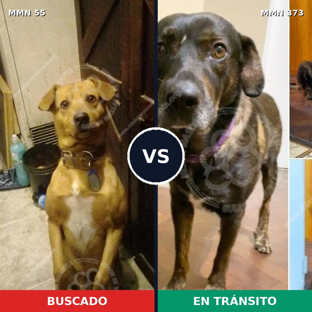 Comparativa MMS 2125: mascota perdida y mascota encontrada, 73% de similitud