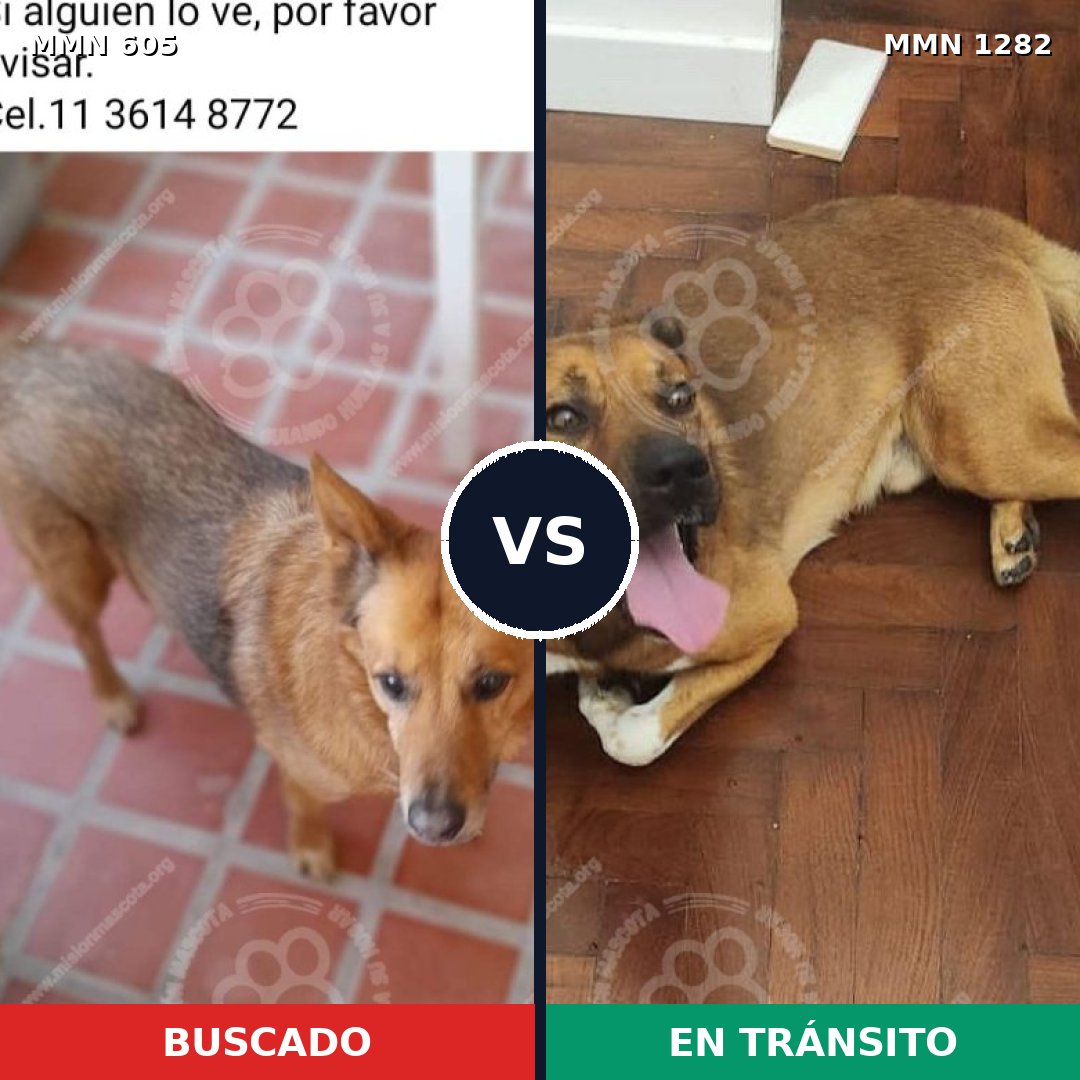 Comparativa MMS 21250: mascota perdida y mascota encontrada, 74% de similitud