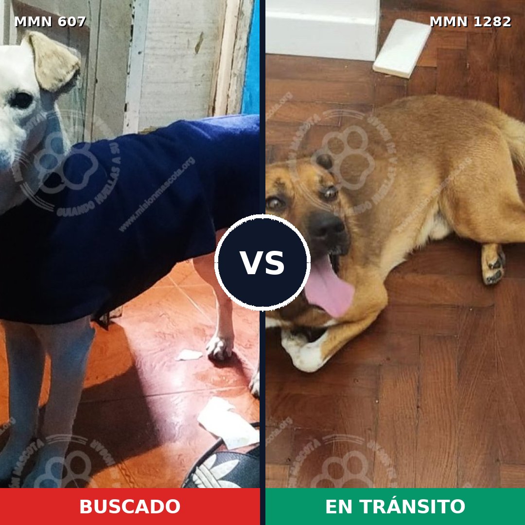 Comparativa MMS 21251: mascota perdida y mascota encontrada, 80% de similitud