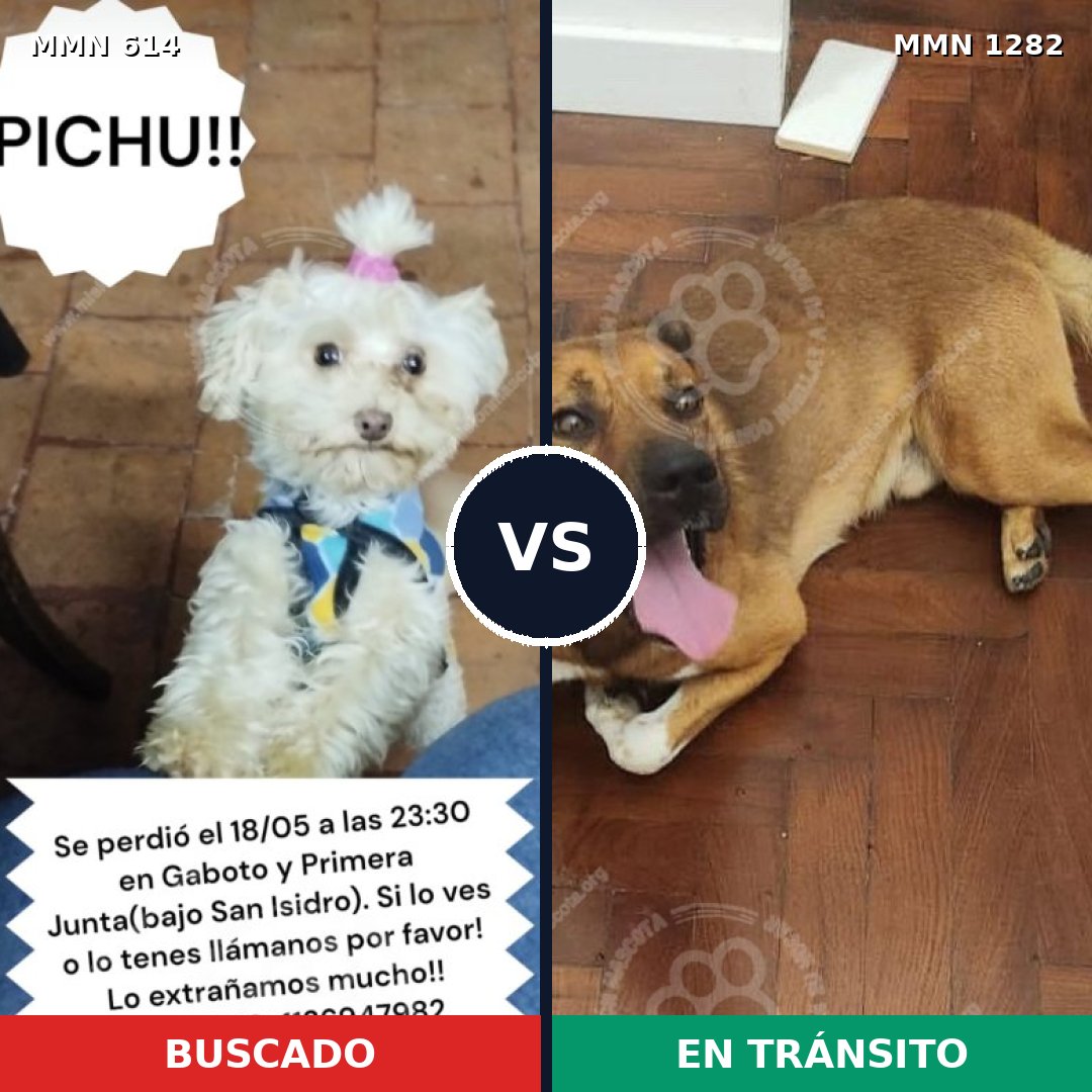 Comparativa MMS 21253: mascota perdida y mascota encontrada, 34% de similitud