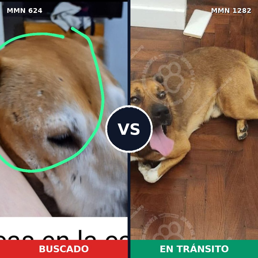 Comparativa MMS 21254: mascota perdida y mascota encontrada, 40% de similitud