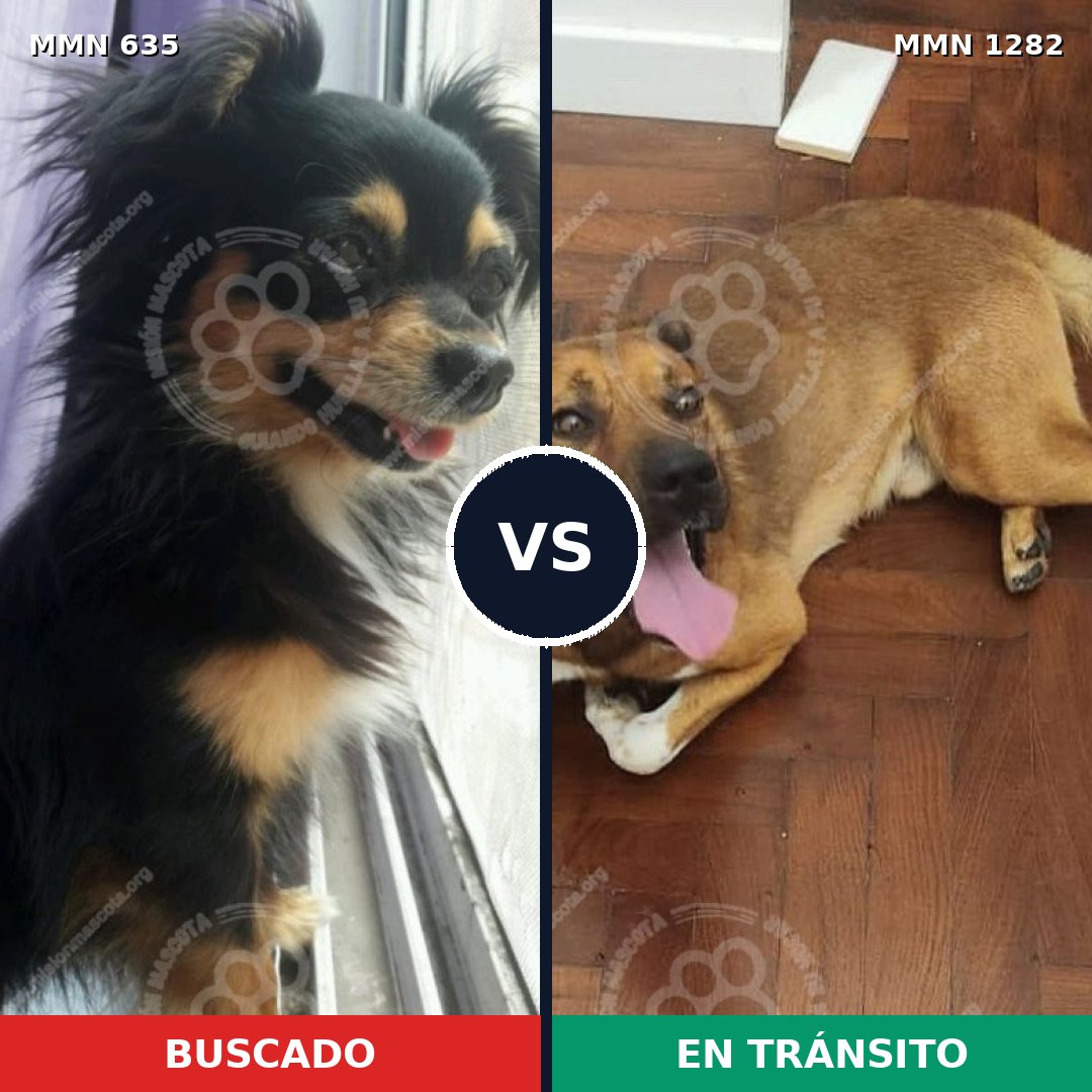 Comparativa MMS 21256: mascota perdida y mascota encontrada, 30% de similitud