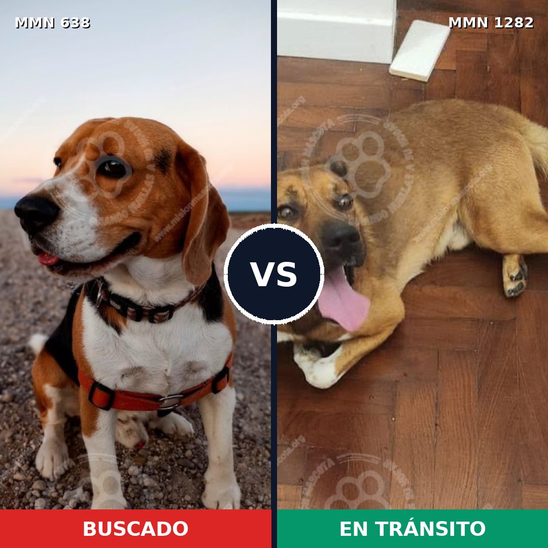 Comparativa MMS 21257: mascota perdida y mascota encontrada, 30% de similitud