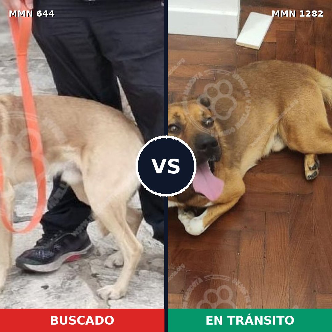 Comparativa MMS 21258: mascota perdida y mascota encontrada, 75% de similitud