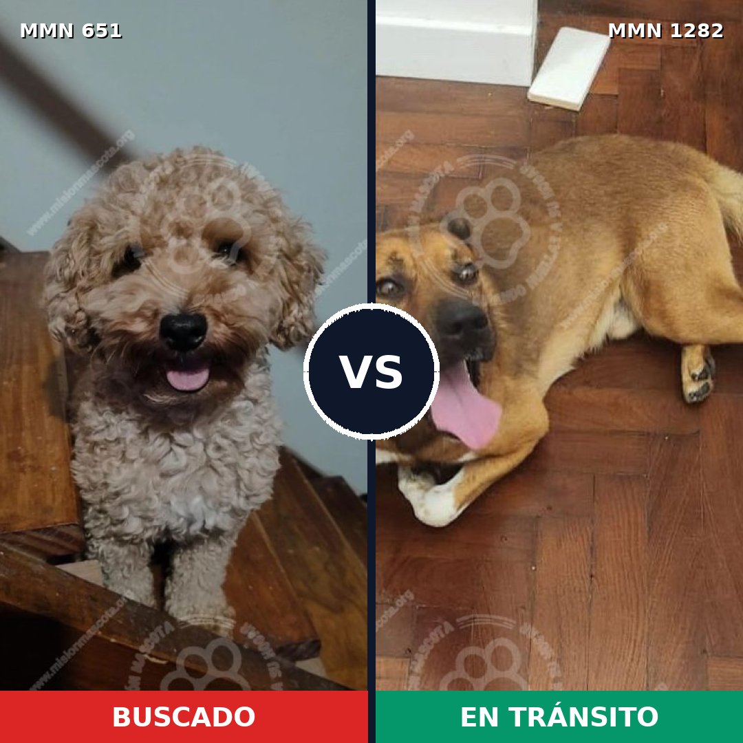 Comparativa MMS 21259: mascota perdida y mascota encontrada, 24% de similitud
