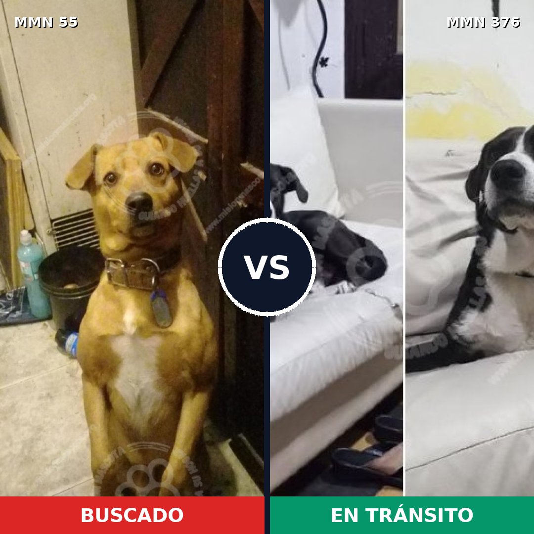 Comparativa MMS 2126: mascota perdida y mascota encontrada, 76% de similitud