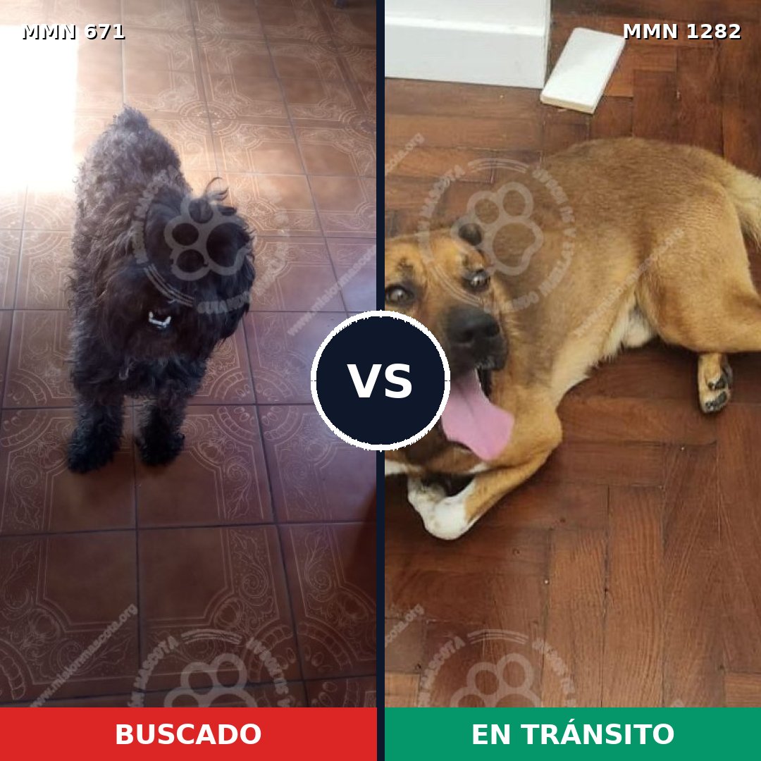 Comparativa MMS 21262: mascota perdida y mascota encontrada, 31% de similitud