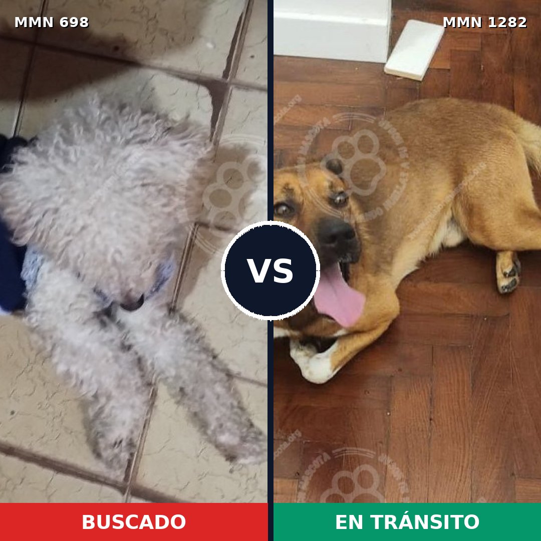 Comparativa MMS 21264: mascota perdida y mascota encontrada, 46% de similitud