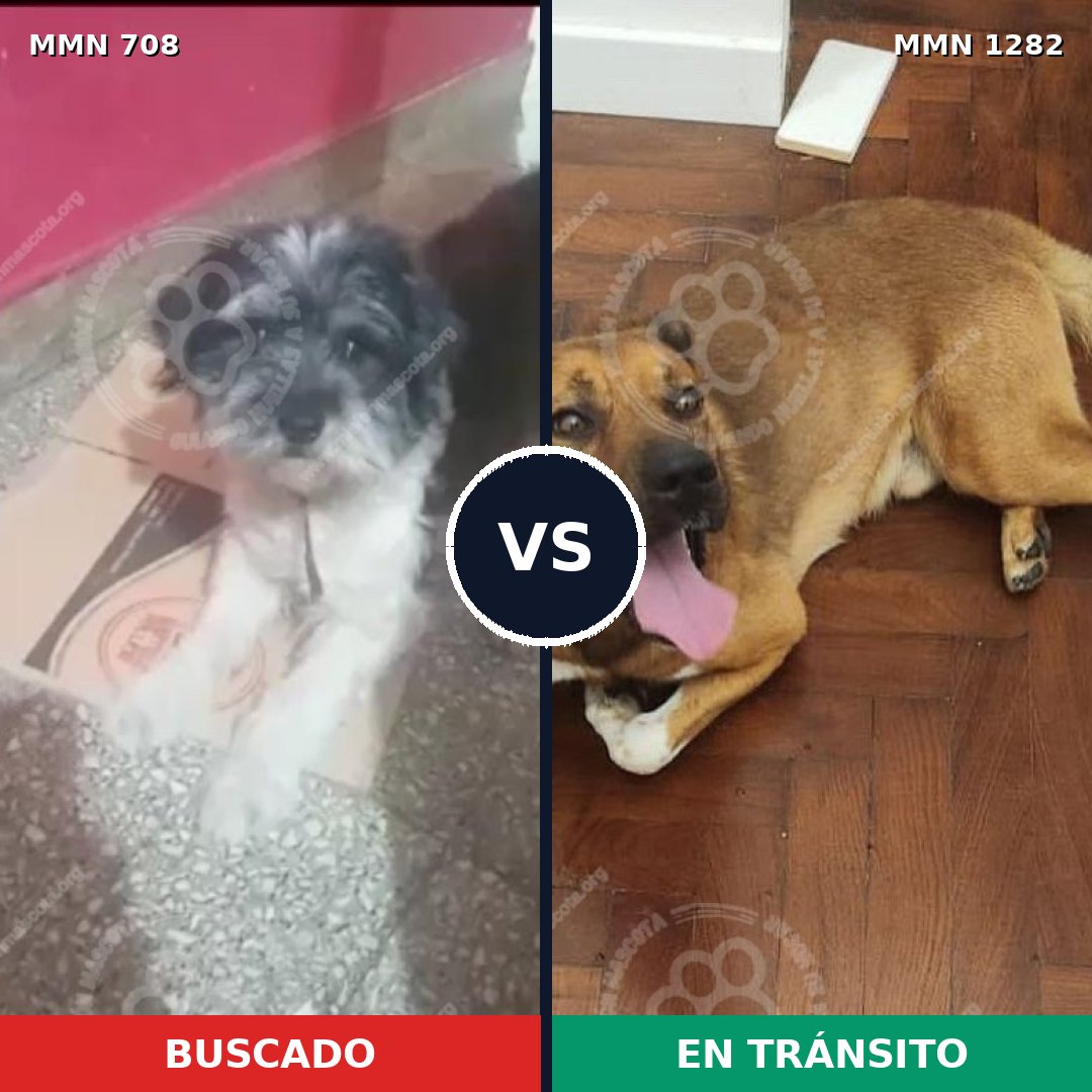 Comparativa MMS 21265: mascota perdida y mascota encontrada, 49% de similitud