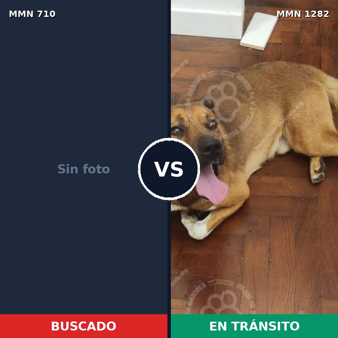Comparativa MMS 21266: mascota perdida y mascota encontrada, 50% de similitud