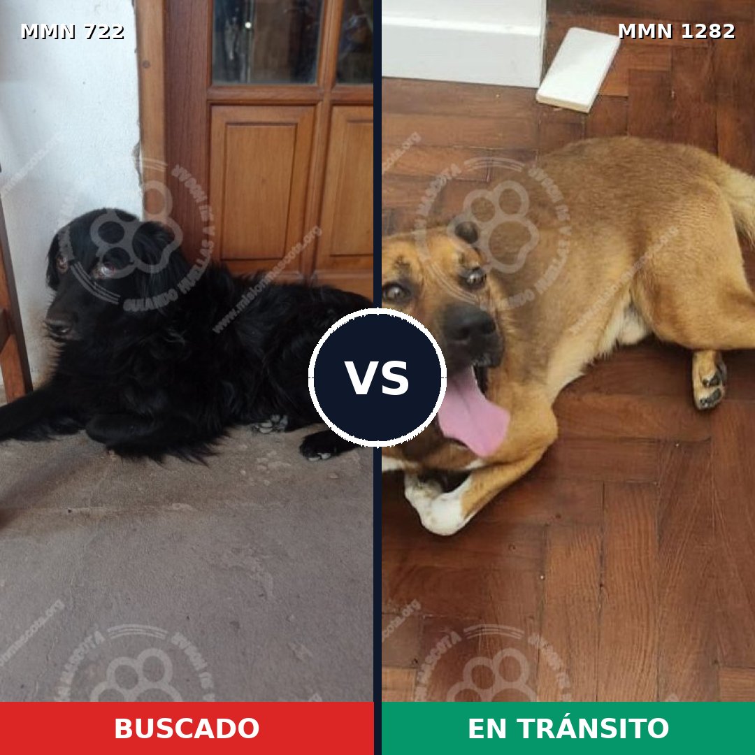 Comparativa MMS 21267: mascota perdida y mascota encontrada, 41% de similitud