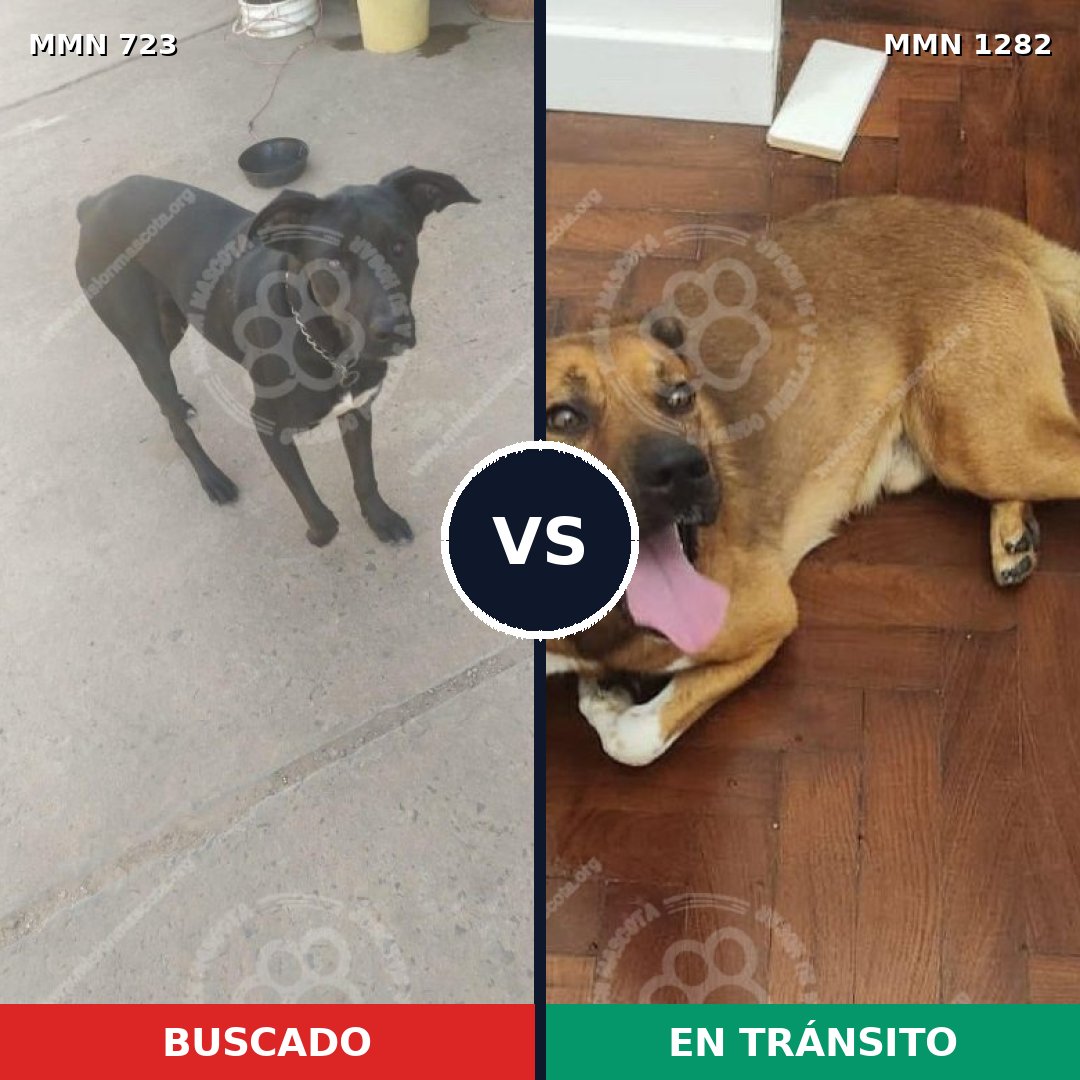 Comparativa MMS 21268: mascota perdida y mascota encontrada, 58% de similitud