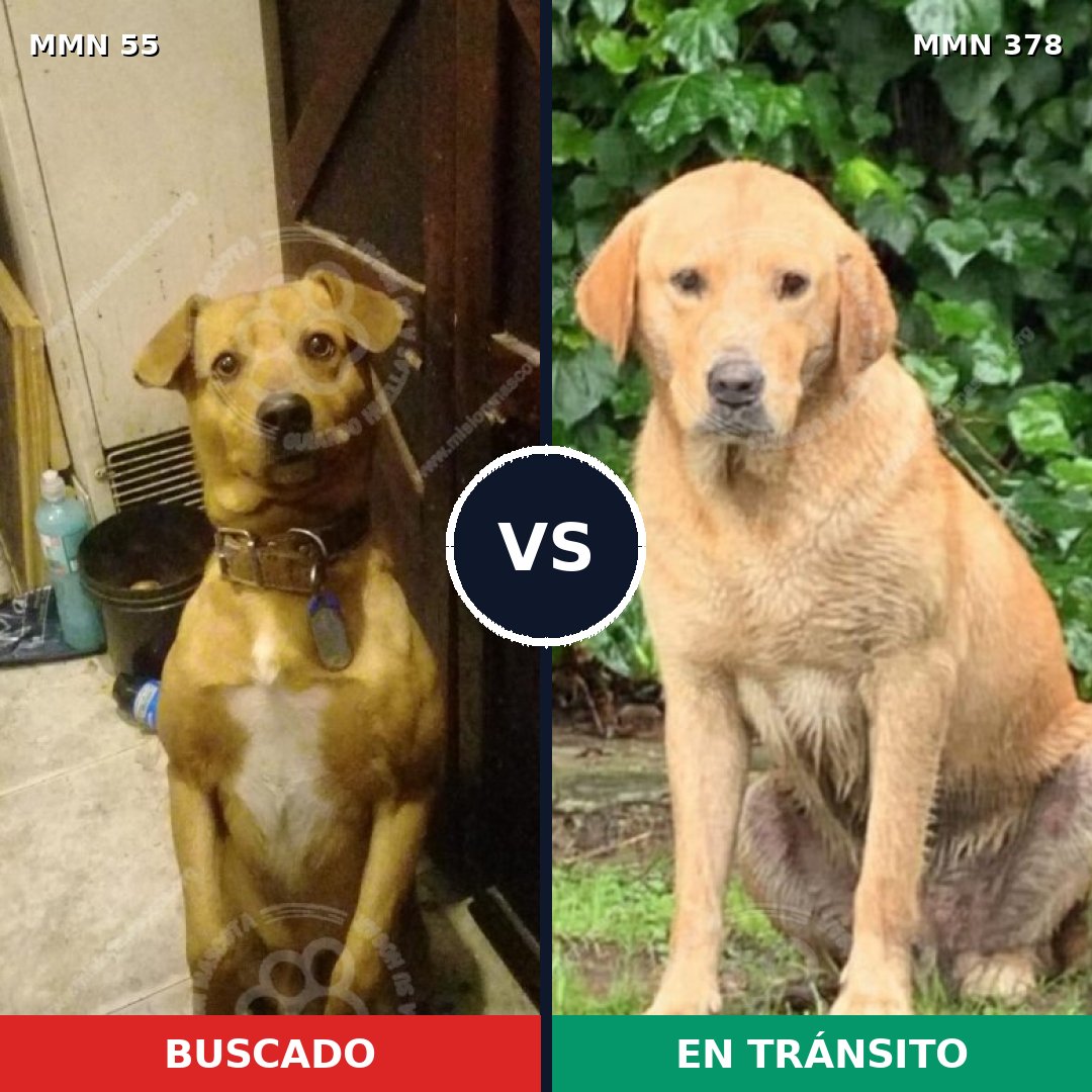 Comparativa MMS 2127: mascota perdida y mascota encontrada, 38% de similitud