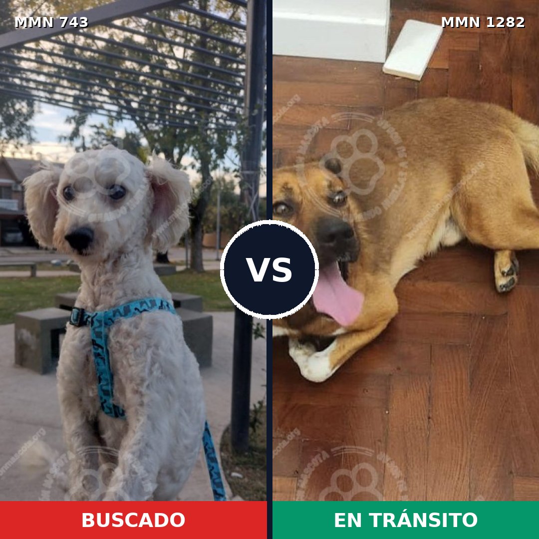 Comparativa MMS 21271: mascota perdida y mascota encontrada, 56% de similitud