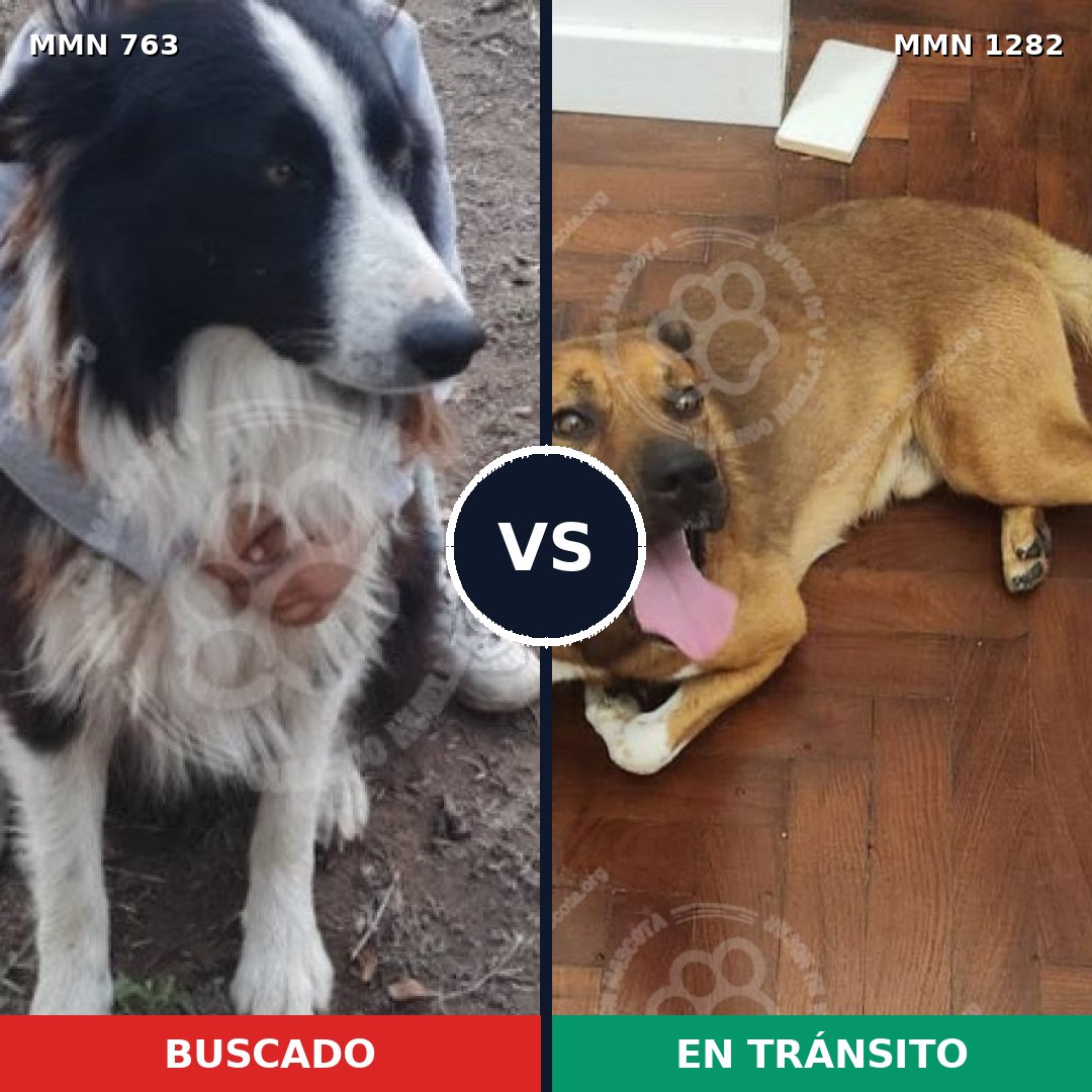 Comparativa MMS 21273: mascota perdida y mascota encontrada, 39% de similitud